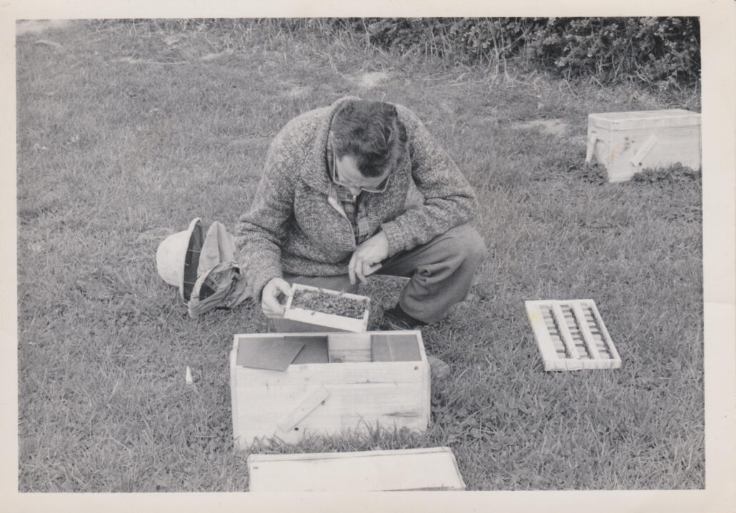 Bee Keeper looking at bees