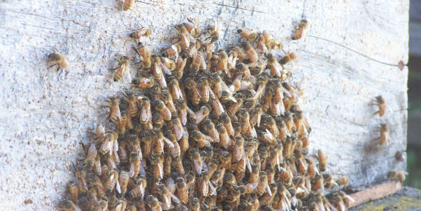 Hive Treatment Methods Help Buck the Trend in Honeybee Numbers