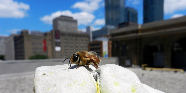 Less Urban Beekeeping, More Bee-Friendly Plants, say Scientists