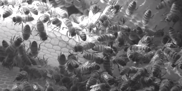 A Live Stream Of Honey Bees Rebuilding Their Hive Is More Hypnotic Than You’d Think