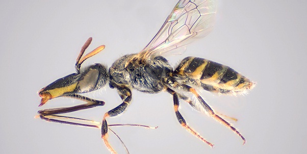World’s 20,000th Species of Bee Identified