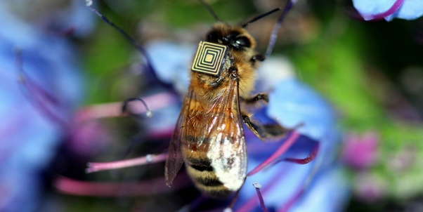 Radio Tagging Bees – For Science!