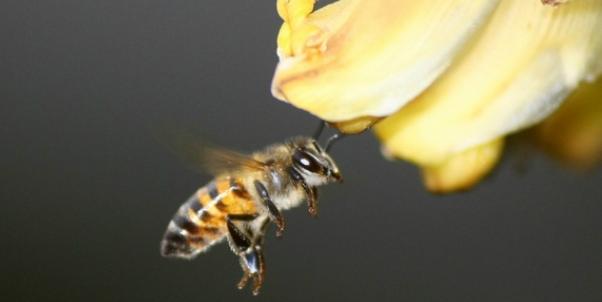 Honeybees Reveal That Evolution Is Stranger Than You Ever Realized